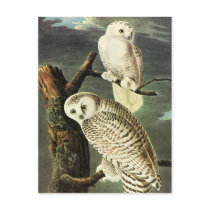 Snowy Owl, John James Audubon Post Card