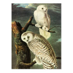 Snowy Owl, John James Audubon Post Card