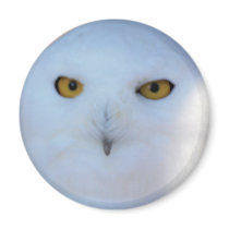 Snowy Owl Magnets