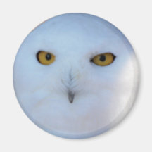 Snowy Owl Magnets