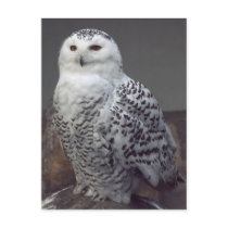 Snowy owl post card