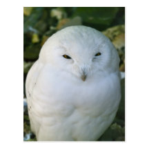 Snowy Owl Postcards