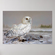 Snowy Owl Poster