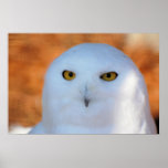 Snowy Owl posters
