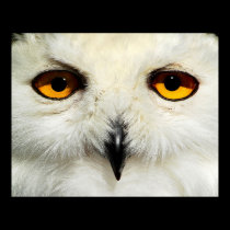 Snowy Owl posters