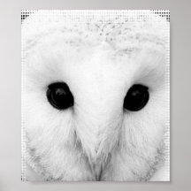 Snowy Owl Poster