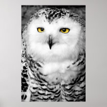 Snowy Owl Poster Print
