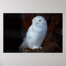 Snowy Owl Print