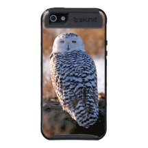 Snowy Owl Winking Case For iPhone 5