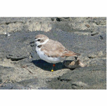 Snowy plover photo cutouts