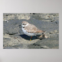 Snowy plover posters