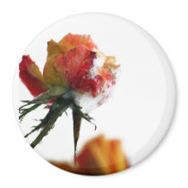 Snowy Rose Refrigerator Magnet