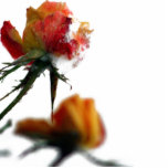 Snowy Roses Acrylic cut out photo sculptures