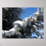 Snowy Spruce Print