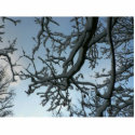 Snowy Tree Branch photo sculptures