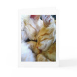 Snuggle Kittens Card