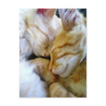Snuggle Kittens Postcard