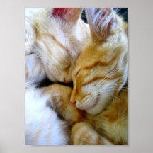 Snuggle Kittens Poster