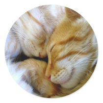 Snuggle Kittens Sticker