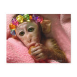 Snuggle Monkey postcards
