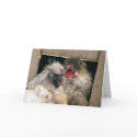 Snuggling Silkie Chickens Hens - Poultry cards