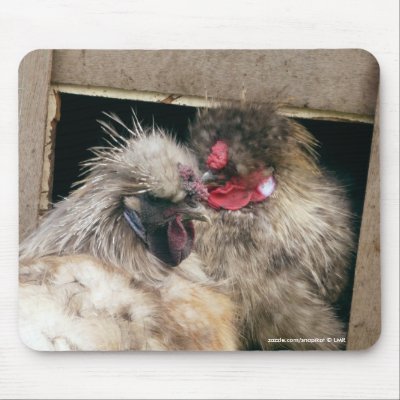 Snuggling Silkie Chickens Hens - Poultry Mousepad by SnapiKat