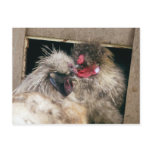 Snuggling Silkie Chickens Hens - Poultry postcards