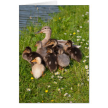 Snuggly Ducklings Greeting Card