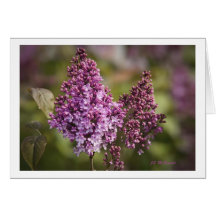 So Pretty Card