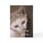 So Sorry/ kitten Greeting Card