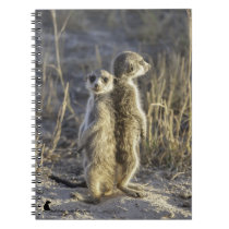 So Who's Taller? - Notebook notebooks