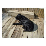 Soak Up The Sun, Black Lab/Dog Days cards