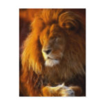 Soaking Up the Sun, King of the Jungle Lion II postcards