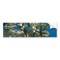 Soaptree yucca bumper stickers