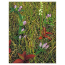 Soapwort gentian and Nodding ladies tresses Flyers
