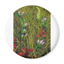 Soapwort gentian and Nodding ladies tresses Magnet