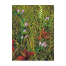 Soapwort gentian and Nodding ladies tresses Post Card