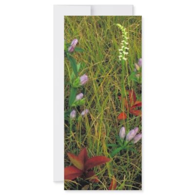 Soapwort gentian and Nodding ladies tresses Custom Rack Card by animalpark