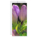 Soapwort gentian rack cards
