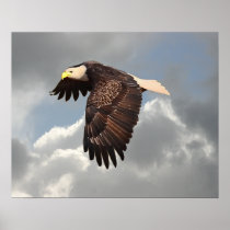 SOARING EAGLE POSTERS