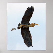 Soaring Great Blue Heron Print
