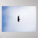 Soaring over Elk Falls posters