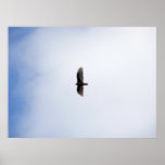 Soaring over Elk Falls Poster