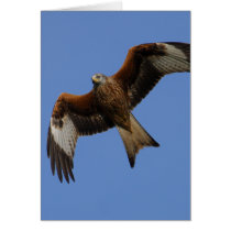 Soaring Red Kite Greeting Card