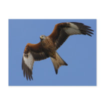 Soaring Red Kite