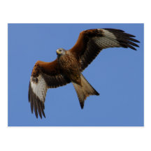 Soaring Red Kite Postcards
