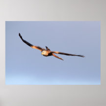 Soaring Red Kite Print