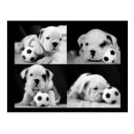 "Soccer Puppies" English Bulldog Collage Postcards