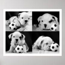 "Soccer Puppies" English Bulldog Collage Posters