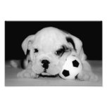 "Soccer Puppy" English Bulldog photography